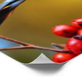 Boheemse Waxwing-Poster Poster (Hoek)