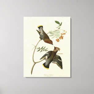 Bohemen Chatterer (Waxwing) Audubon Birds America Canvas Afdruk