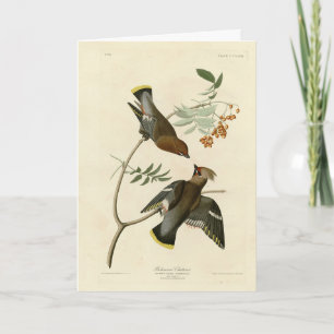 Bohemen Chatterer (Waxwing) Audubon Birds America Kaart