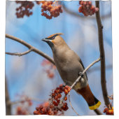 Bohemen Waxwing, Blue Sky Background Douchegordijn (Voorkant)