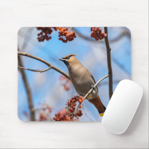 Bohemen Waxwing, Wildlife Avian Photography Muismat