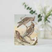 Bohemian Waxwing  Bird Illustration Briefkaart (Staand voorkant)