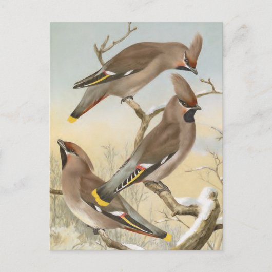 Bohemian Waxwing  Bird Illustration Briefkaart (Voorkant)