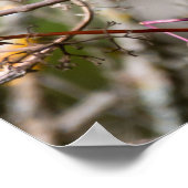 Bohemian Waxwing, Canadees Vogelaar Poster (Hoek)