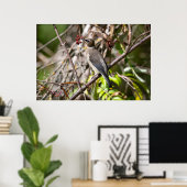 Bohemian Waxwing, Canadees Vogelaar Poster (Thuiskantoor)