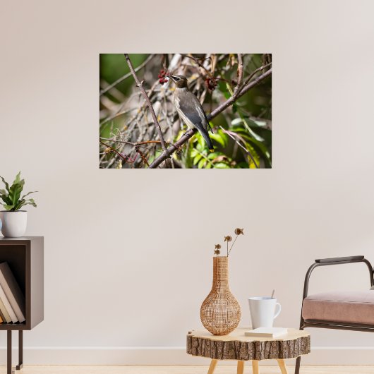 Bohemian Waxwing, Canadees Vogelaar Poster (Woonkamer 3)