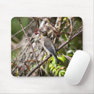 Bohemian Waxwing, Canadese vogelfotografie Muismat