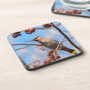 Bohemian Waxwing, Majestic Canadian Bird Bier Onderzetter