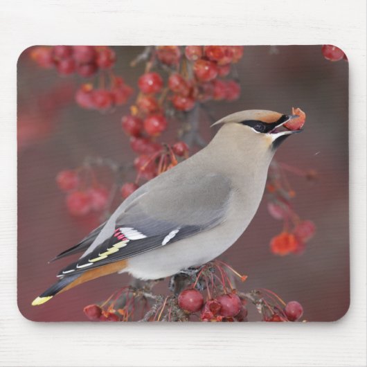 Bohemian Waxwing Mousepad Muismat (Voorkant)