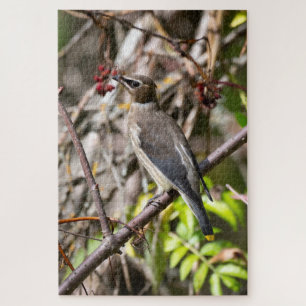 Bohemian Waxwing, rust op een tak Legpuzzel