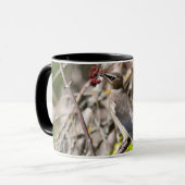 Bohemian Waxwing, rust op een tak Mok (Voorkant links)