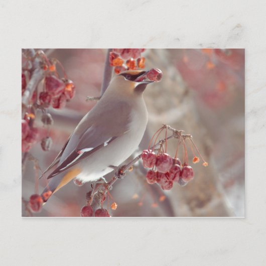 Bohemian Waxwings Briefkaart (Voorkant)