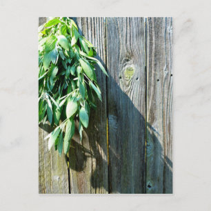 Boho botanical herb bladeren rustic Barn-wood Briefkaart