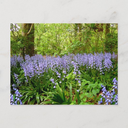 BOIS BLUEBELL ~ CARTE POSTALE (Devant)