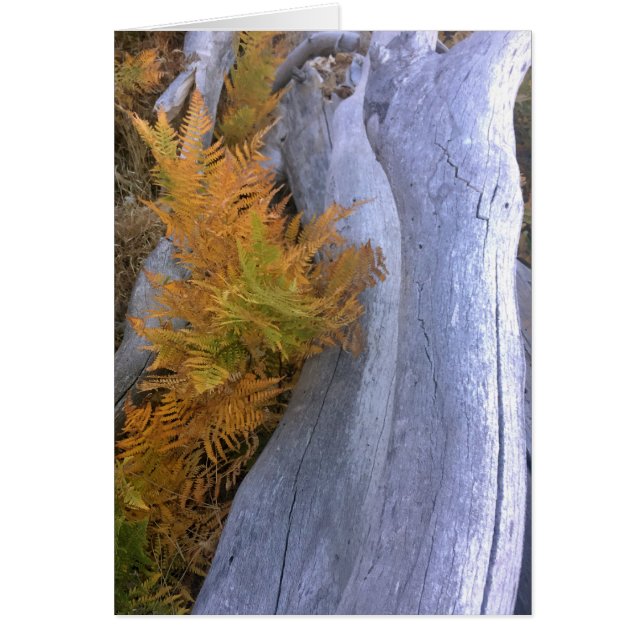 Bois d'automne (Devant)