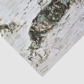 Bois de bouleau de papier de soie de soie de (Détail)