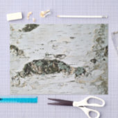 Bois de bouleau de papier de soie de soie de (Artisanat)