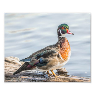 Bois de canard sur une bille Photographie Imprimer