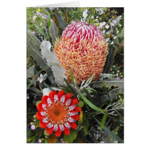 Bois de chauffage et Banksia d'écarlate