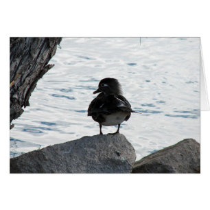 Bois Duck Hen