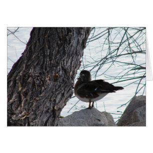 Bois Duck Hen