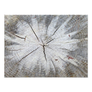 Bois Gris Gris Pin Arbre Pinceau Photo Art 1