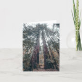 Bois rouge côtier (Devant)