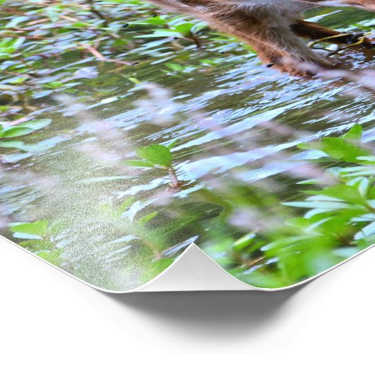 Boisson à queue blanche Photo agrandissement (Coin)