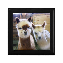 Alpacas