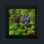 Boîte À Souvenirs Baume d'abeille pourpre et bourdon<br><div class="desc">Fleur de baume d'abeille mauve,  fleurs et bourdons jaunes et noirs Photo de Sandy Closs prise au lac Arrowhead violet,  "baume d'abeille",  fleur,  fleurs,  fleurs,  fleurs,  printemps,  cerise,  cerises,  jardin,  mariage,  mariages, </div>