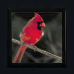 Boîte À Souvenirs Cardinal rouge perché sur une branche d'arbre<br><div class="desc">Une belle photo de nature claire et détaillée. Un cardinal rouge vif du nord perché sur une branche d'arbre. Vous pouvez voir des touffes de plumes de basse soufflant doucement dans le vent. Fluffy et mignon !</div>
