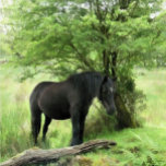 BOÎTE À SOUVENIRS CHEVAUX<br><div class="desc">Une belle jument noire posée à l'ombre d'un arbre. Aquarelle. Pays de Galles Royaume-Uni.</div>