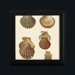 Boîte À Souvenirs Coquilles antiques craquelées<br><div class="desc">L'artiste Denis Diderot est talentueux et connu pour ses grandes images de la vie marine. Dans cette image très vivante, il capture quatre coquillages conques craquelés dans leur style le plus naturel. Les conches sont souvent craquelés comme ces quatre coquillages et dans un ton sépia. Obtenez votre produit de coquillages...</div>