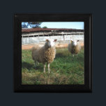 Boîte À Souvenirs Jeune mouton blanc sur la ferme<br><div class="desc">Jeune mouton blanc à la ferme Photo de Sandy Closs "animaux de ferme",  bébé,  "baby shower" Agneau,  "mouton maman""mouton blanc",  "mère d'agneau" pays "mariage rustique""cadeaux d'agneau"berger,  crème de noël</div>