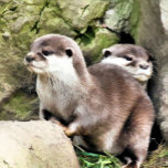 BOÎTE À SOUVENIRS OTTERS<br><div class="desc">Une aquarelle design d'une paire de petites loutres très mignonnes.</div>