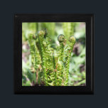 Boîte À Souvenirs Réveil de la jeune fougère dans le jardin<br><div class="desc">Réveiller la jeune fougère dans le jardin. La photo a été prise en mai 2022. L'affiche convient au design d'intérieur.</div>