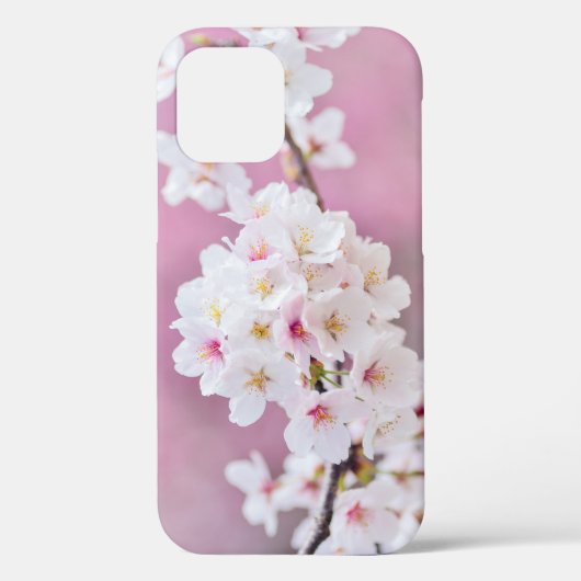 Boîte cadeau Cerry Blossoms Coque-Mate coque iphon (Verso)