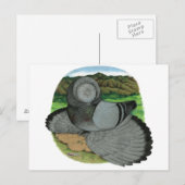 Bokhara Trumpeter: blauw Briefkaart (Voorkant / Achterkant)