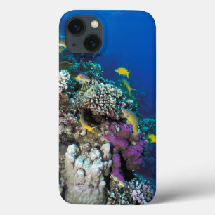 Bokkenvissen zwermen rond kleine koraal iPhone 13 hoesje
