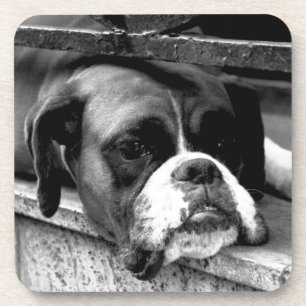 Bokser hond op vensterbank coastercana bier onderzetter