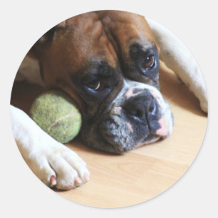 Bokser hond Stickers