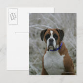 Bokser Hond Zittend in de Vorst Briefkaart (Voorkant / Achterkant)