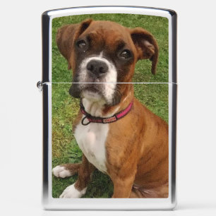 BOKSER HONDEN HEBBEN GEEST