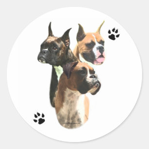 Bokser Trio - Sticker