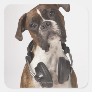 bokshond met hoofdtelefoon vierkante sticker