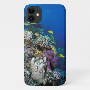 Bokvis zwermen rond kleine koraal iPhone 11 hoesje