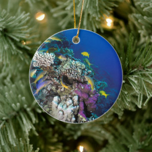 Bokvis zwermen rond kleine koraal keramisch ornament