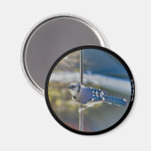 Bold Blue Jay magnet Magneet (Voorkant / Achterkant)