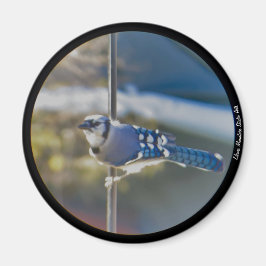 Bold Blue Jay magnet Magneet