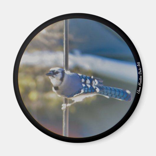 Bold Blue Jay magnet Magneet (Voorkant)